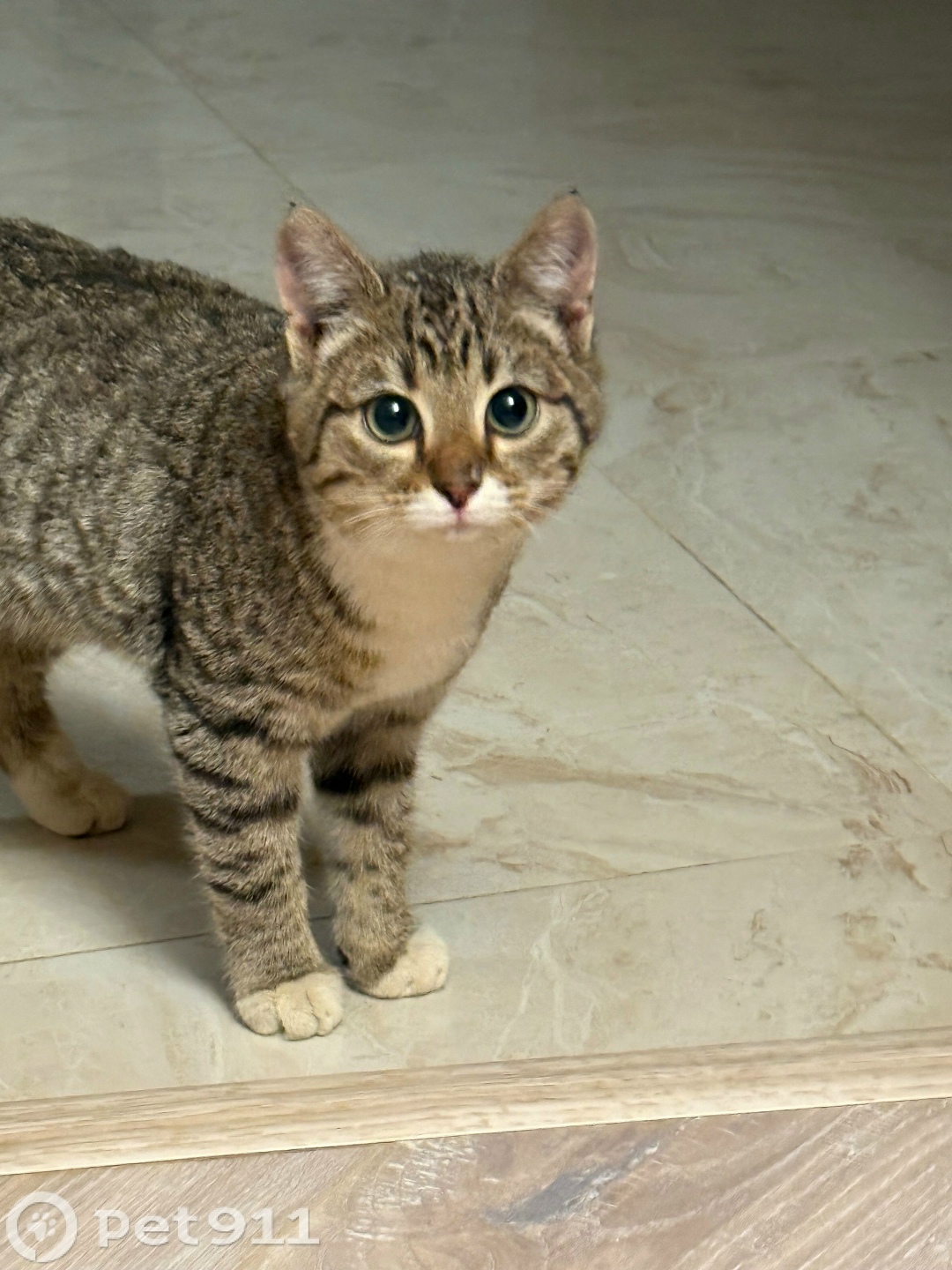 Найдена кошка в Йошкар-Оле — фото объявления