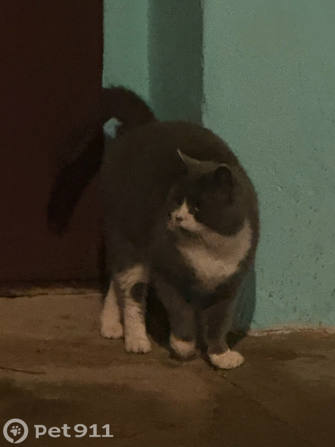 Найдена кошка в Йошкар-Оле — фото объявления