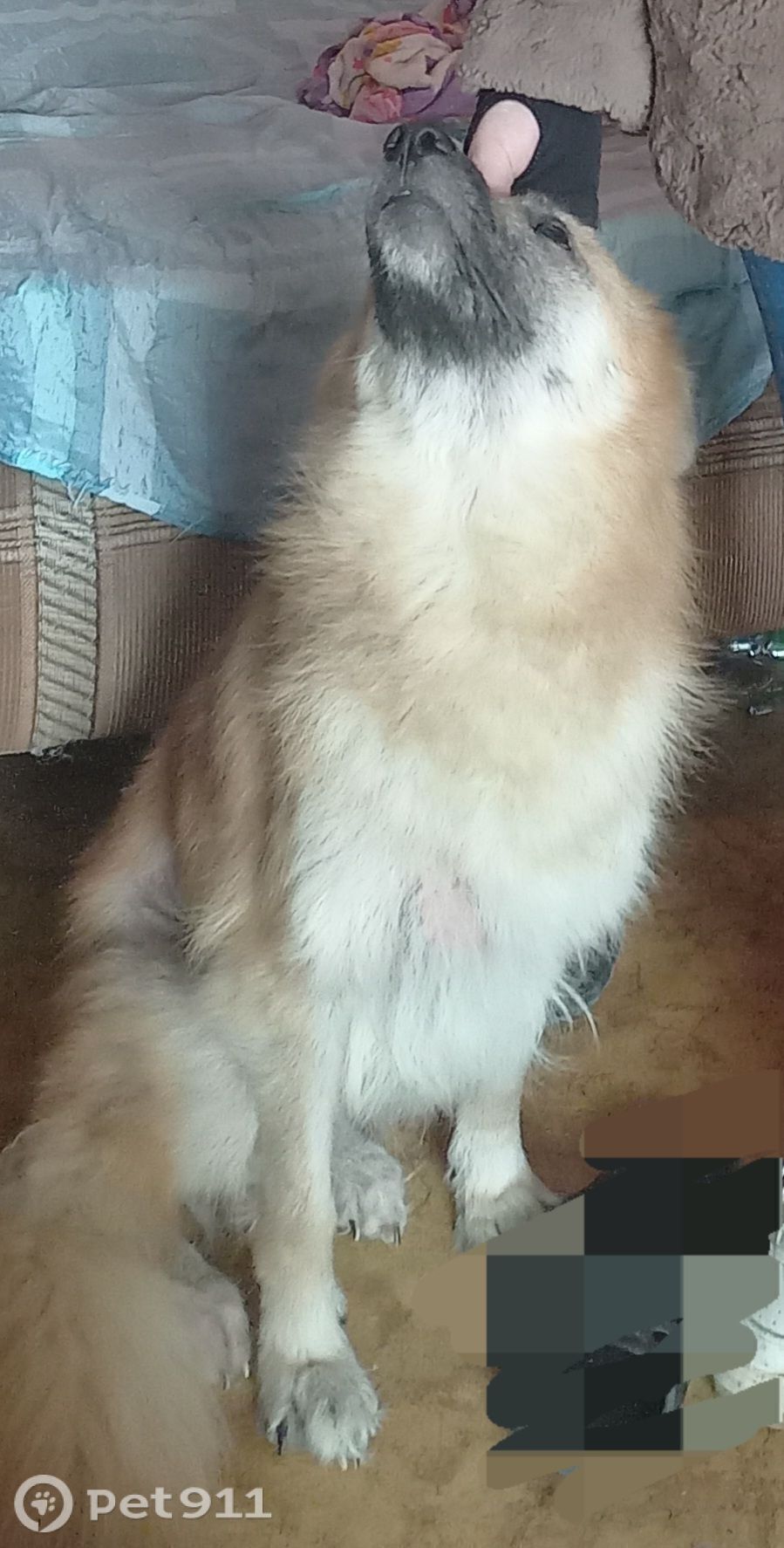 Пропала собака в Йошкар-Оле — фото объявления