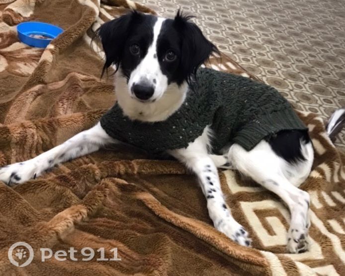 Пропала собака в Йошкар-Оле — фото объявления