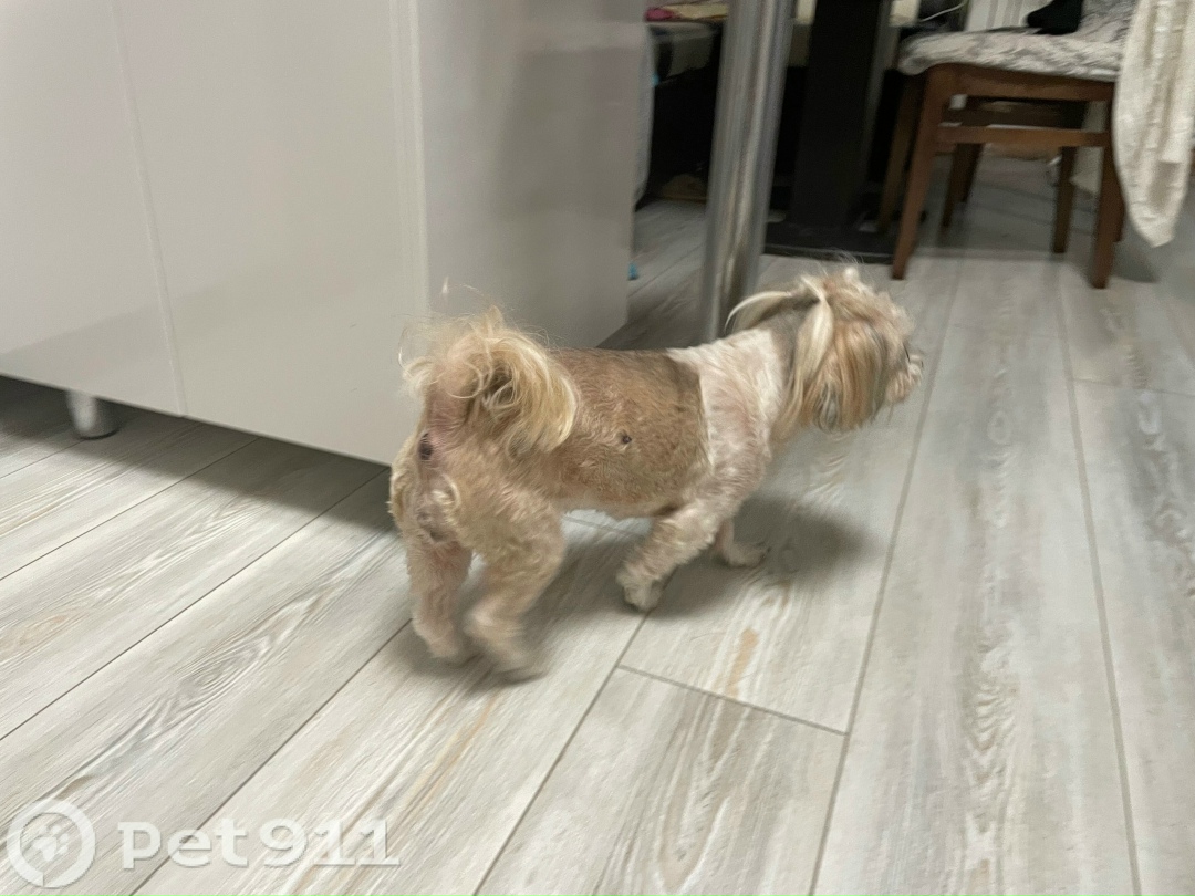 Найдена собака в Йошкар-Оле — фото объявления