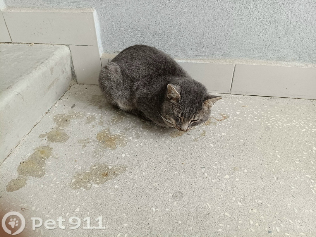 Найдена кошка в Йошкар-Оле — фото объявления