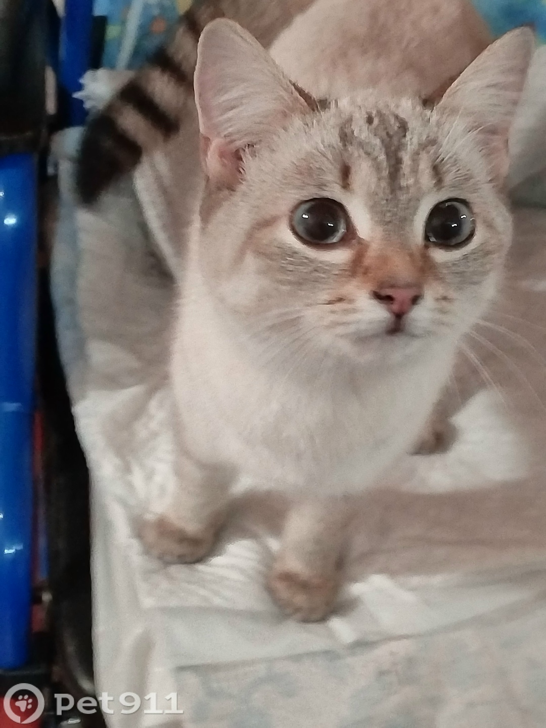 Найдена кошка в Йошкар-Оле — фото объявления