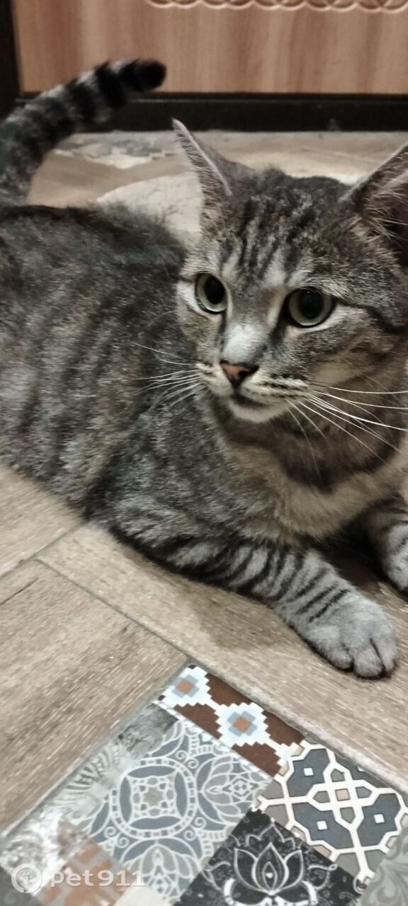 Найдена кошка в Йошкар-Оле — фото объявления