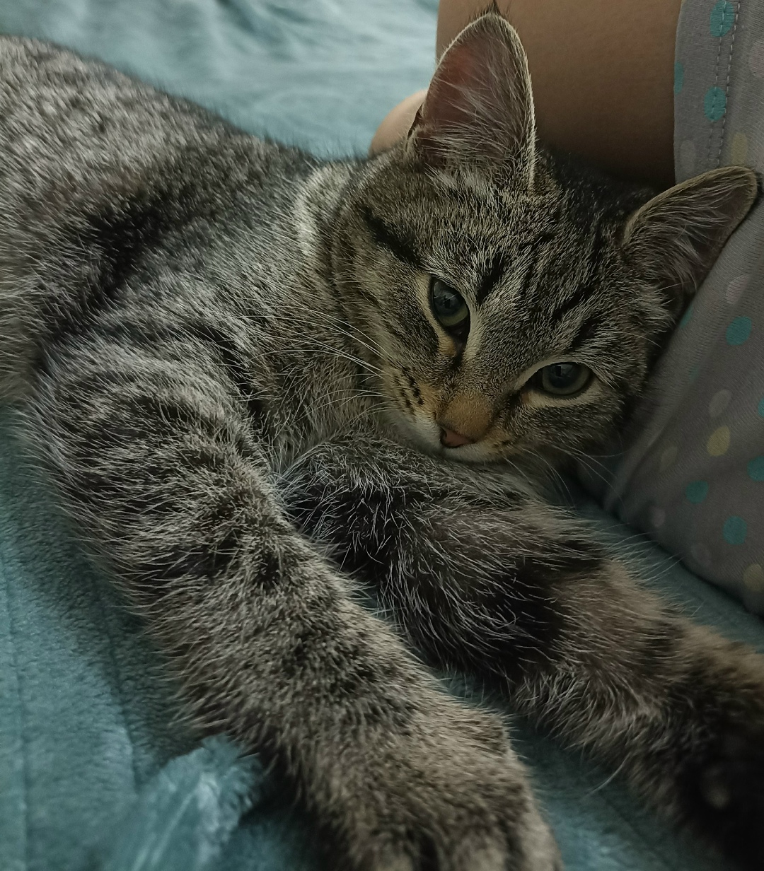 Найдена кошка в Йошкар-Оле — фото объявления