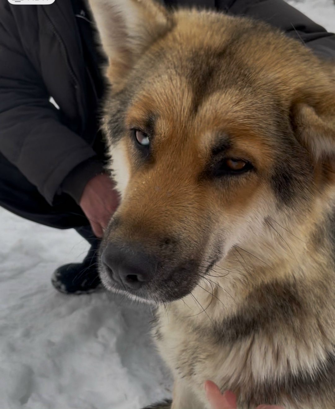 Найдена собака в Йошкар-Оле — фото объявления