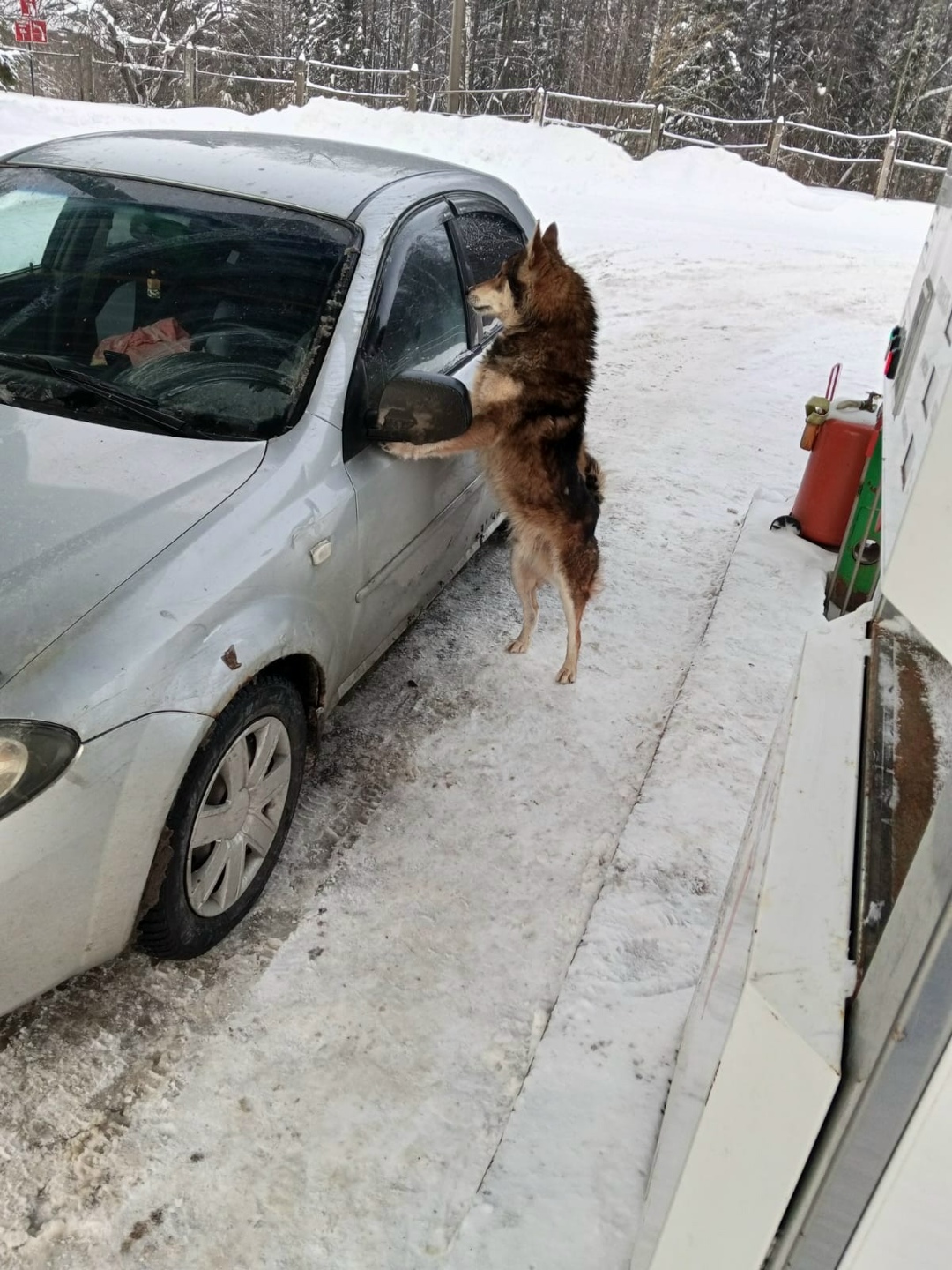Найдена собака в Йошкар-Оле — фото объявления