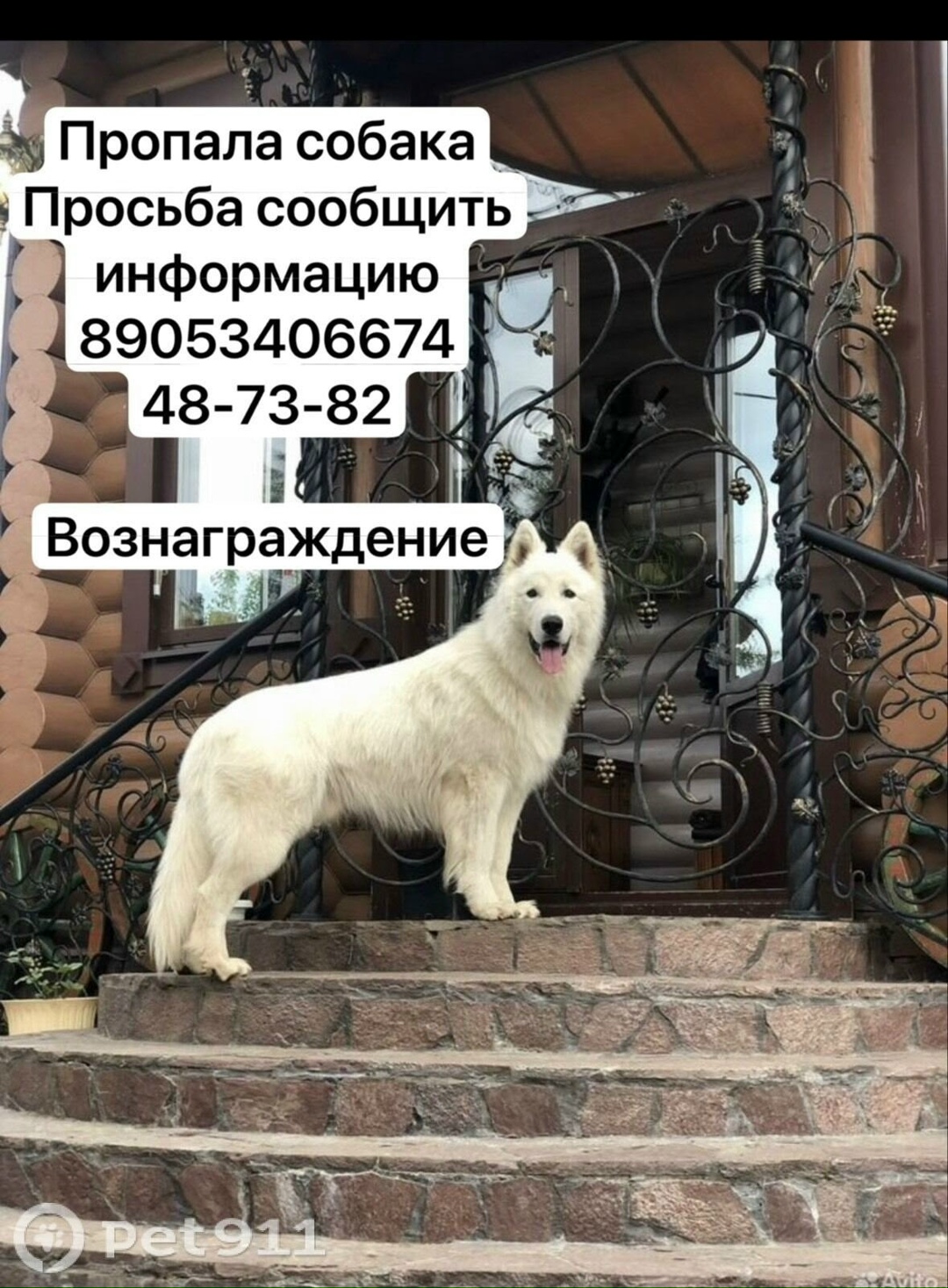 Пропала собака в Йошкар-Оле — фото объявления