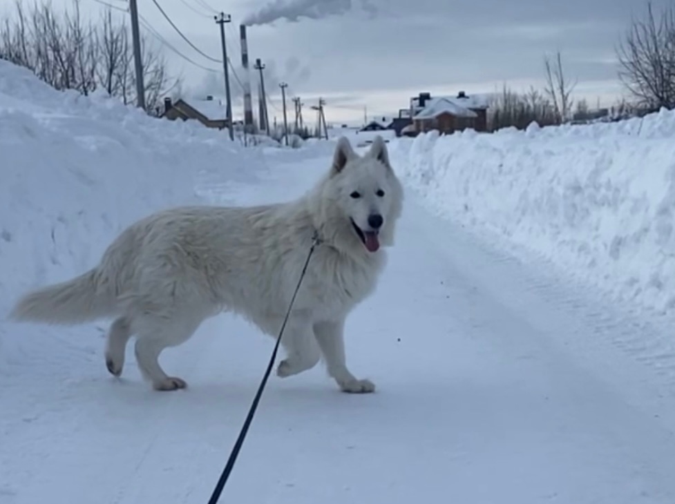 Пропала собака в Йошкар-Оле — фото объявления