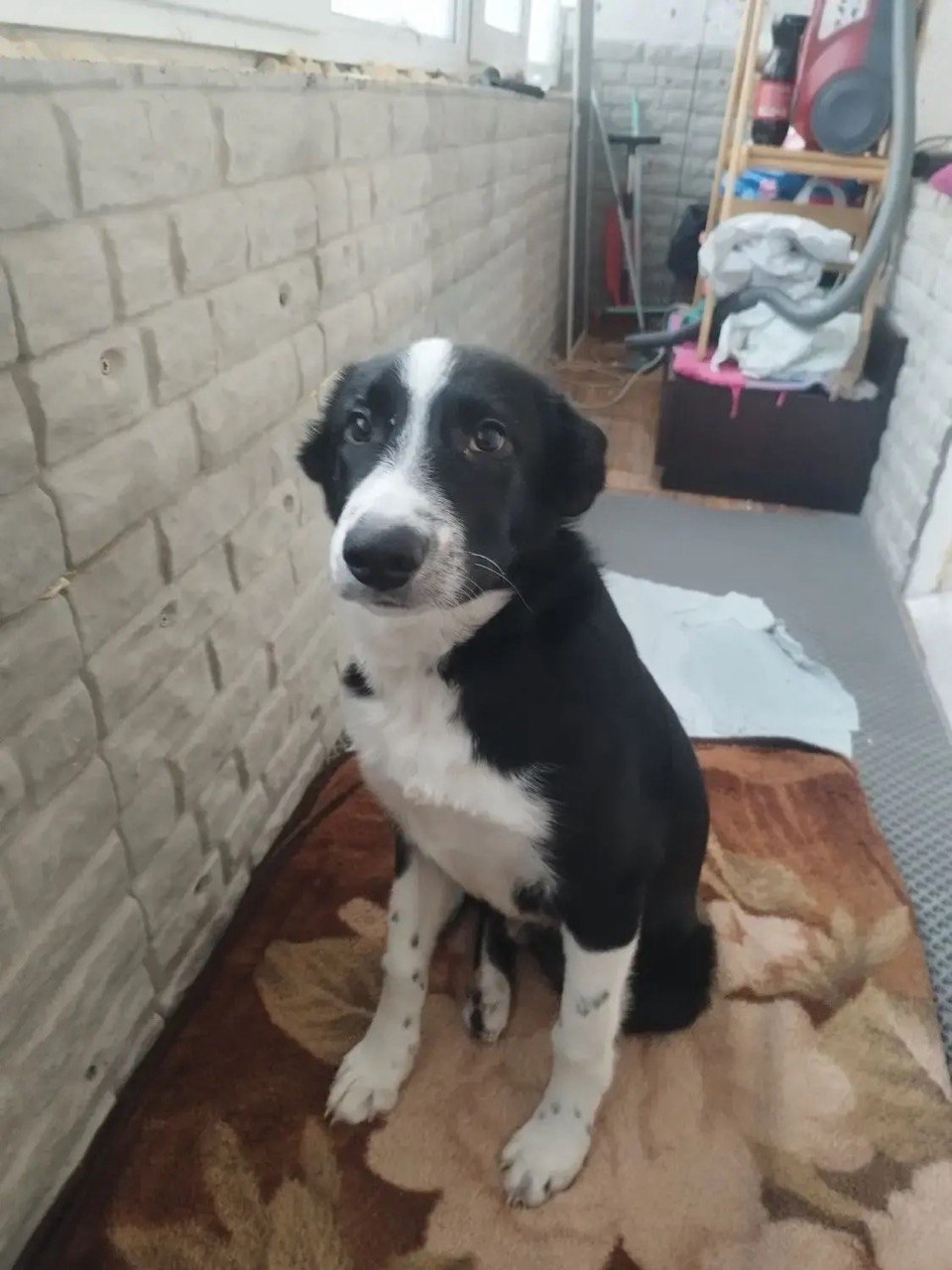 Найдена собака в Йошкар-Оле — фото объявления