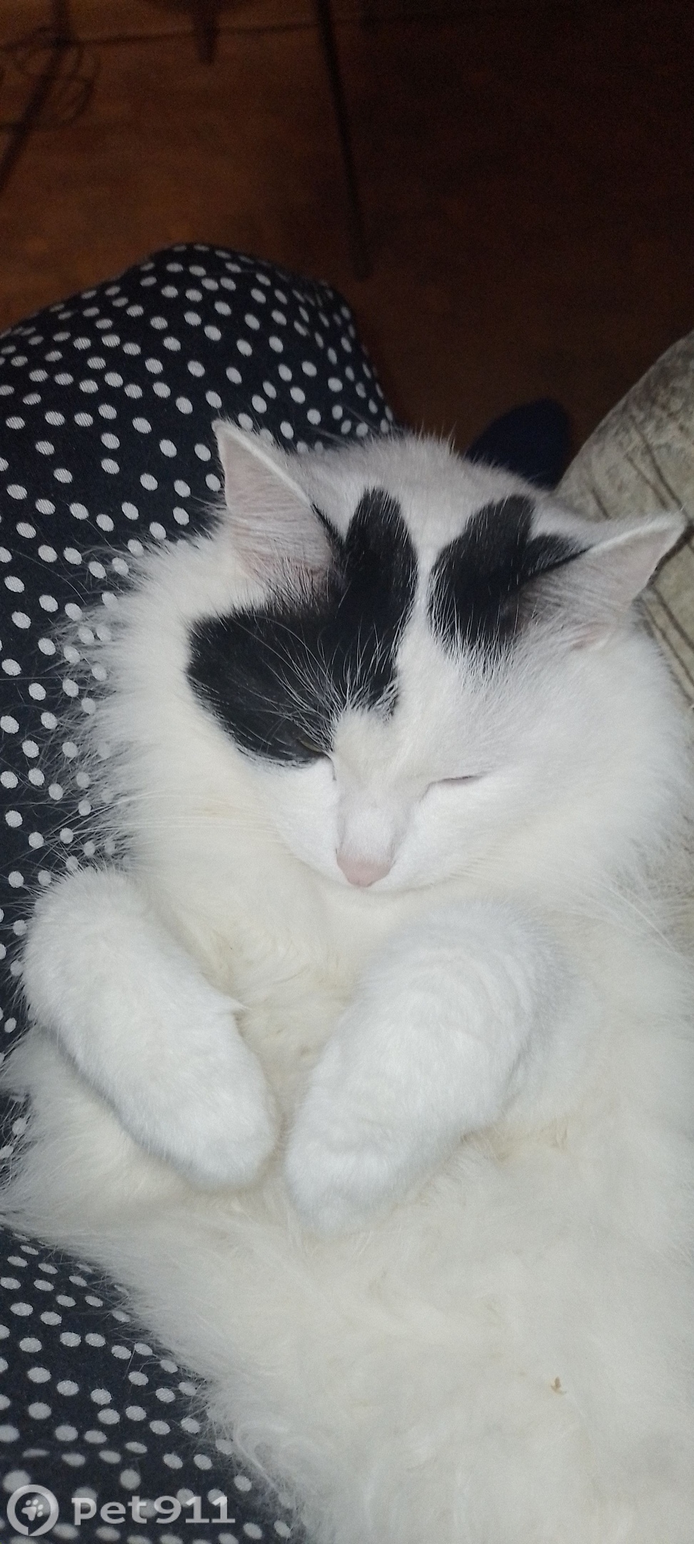 Пропала кошка в Йошкар-Оле — фото объявления