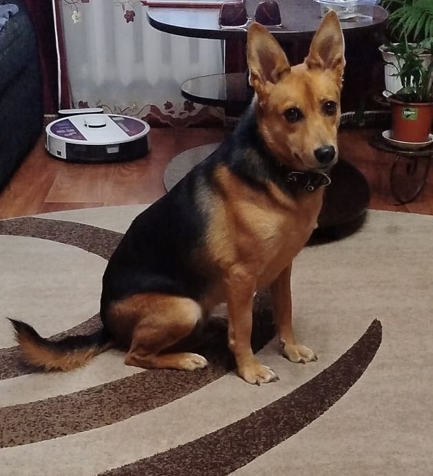 Найдена собака в Йошкар-Оле — фото объявления