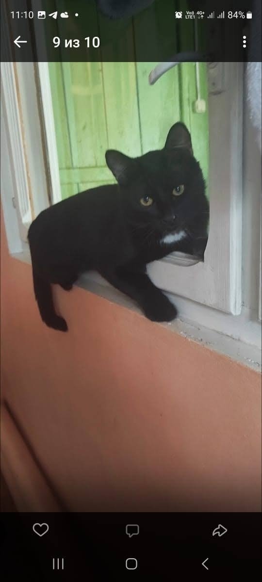 Найдена кошка в Йошкар-Оле — фото объявления