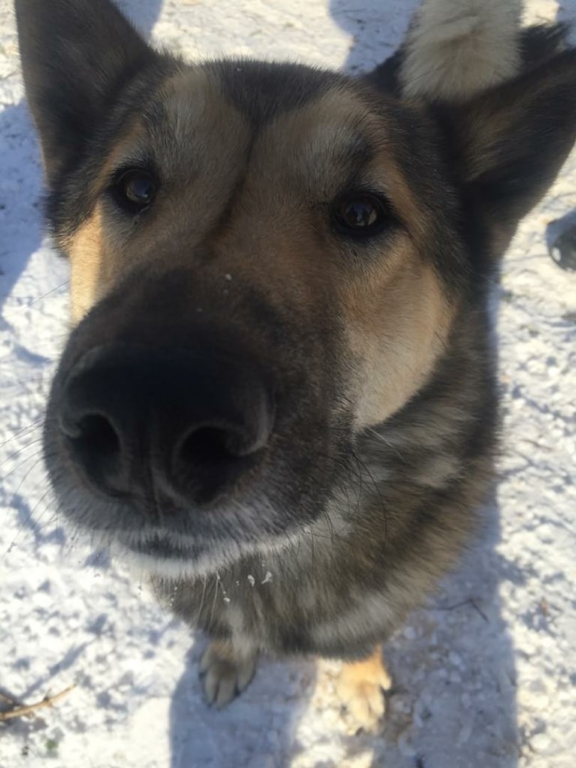 Пропала собака в Йошкар-Оле — фото объявления
