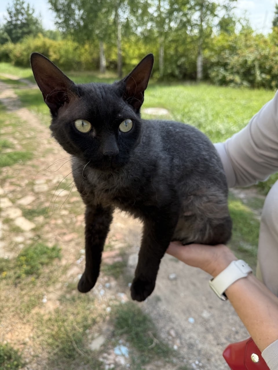 Пропала кошка в Йошкар-Оле — фото объявления