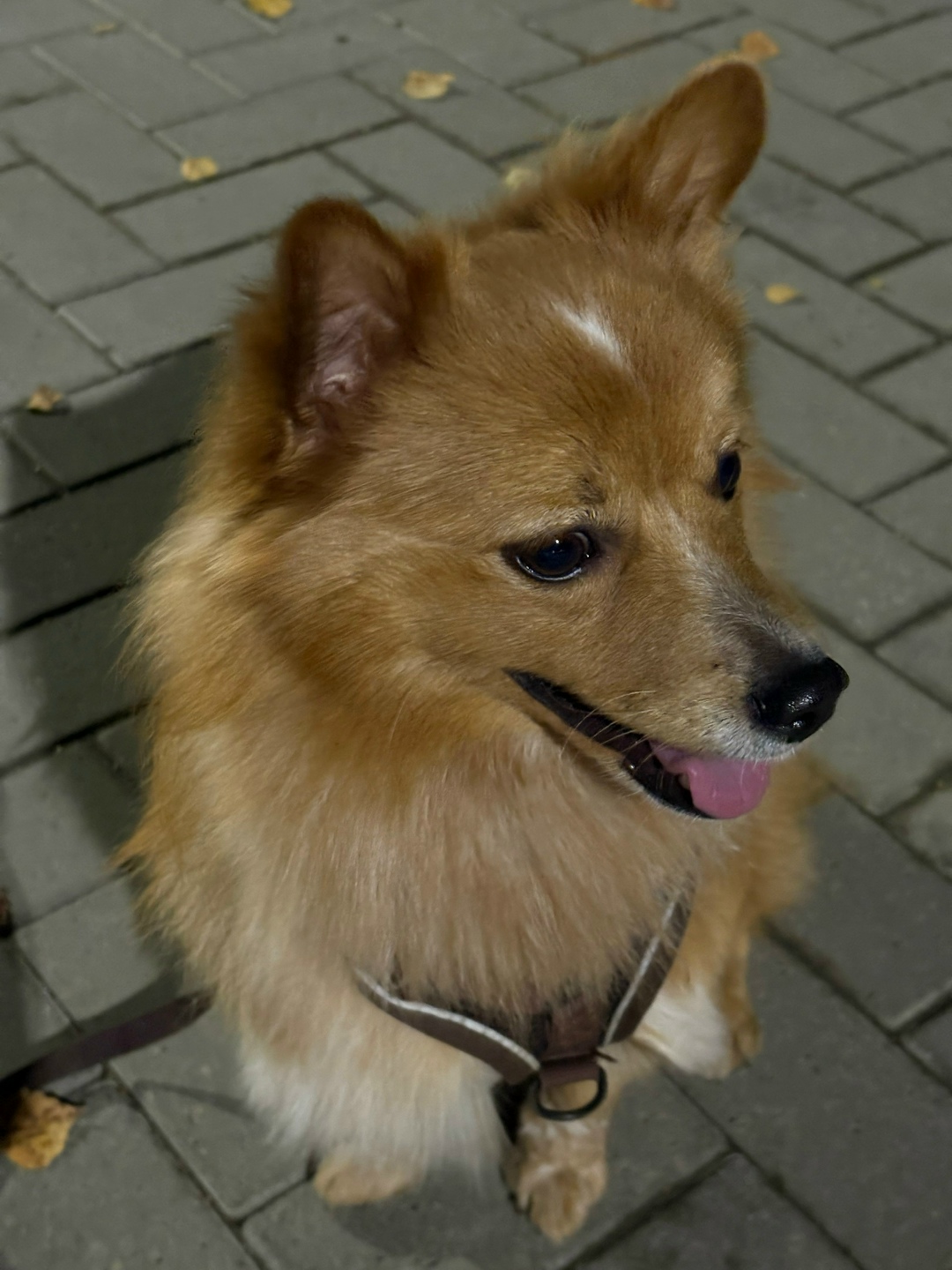 Пропала собака в Йошкар-Оле — фото объявления