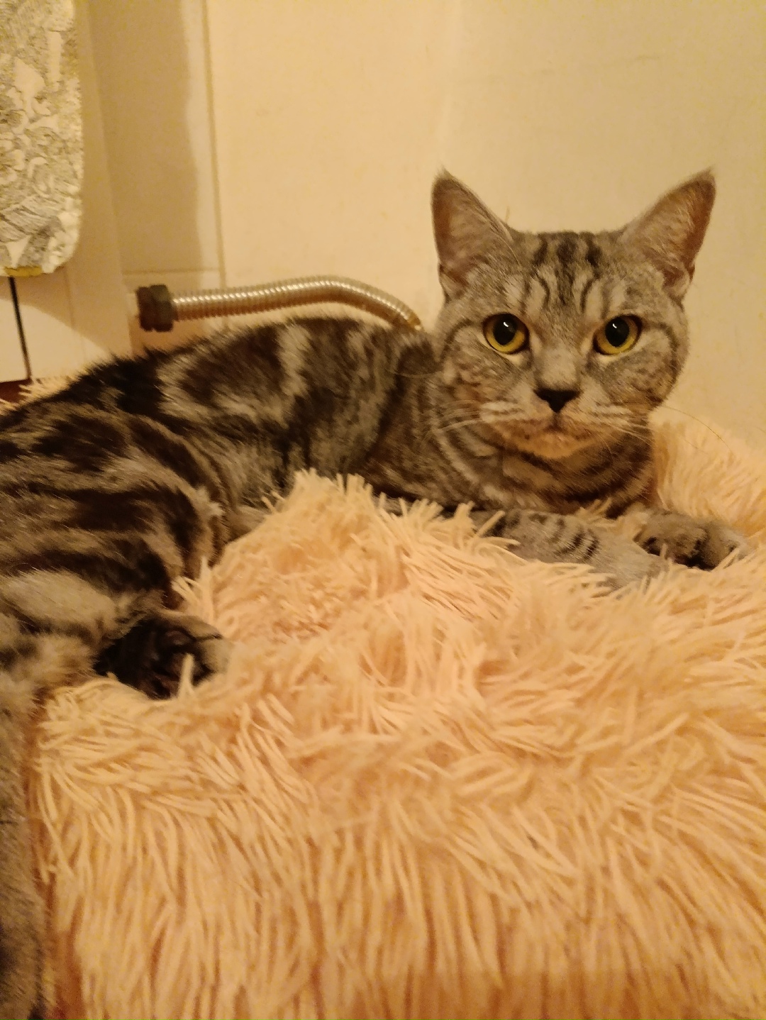 Найдена кошка в Йошкар-Оле — фото объявления