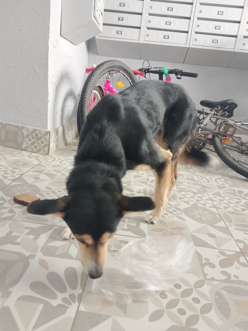 Найдена собака в Йошкар-Оле — фото объявления