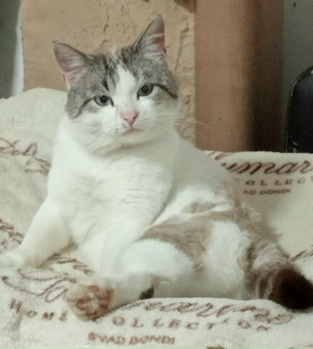 Пропала кошка в Йошкар-Оле — фото объявления