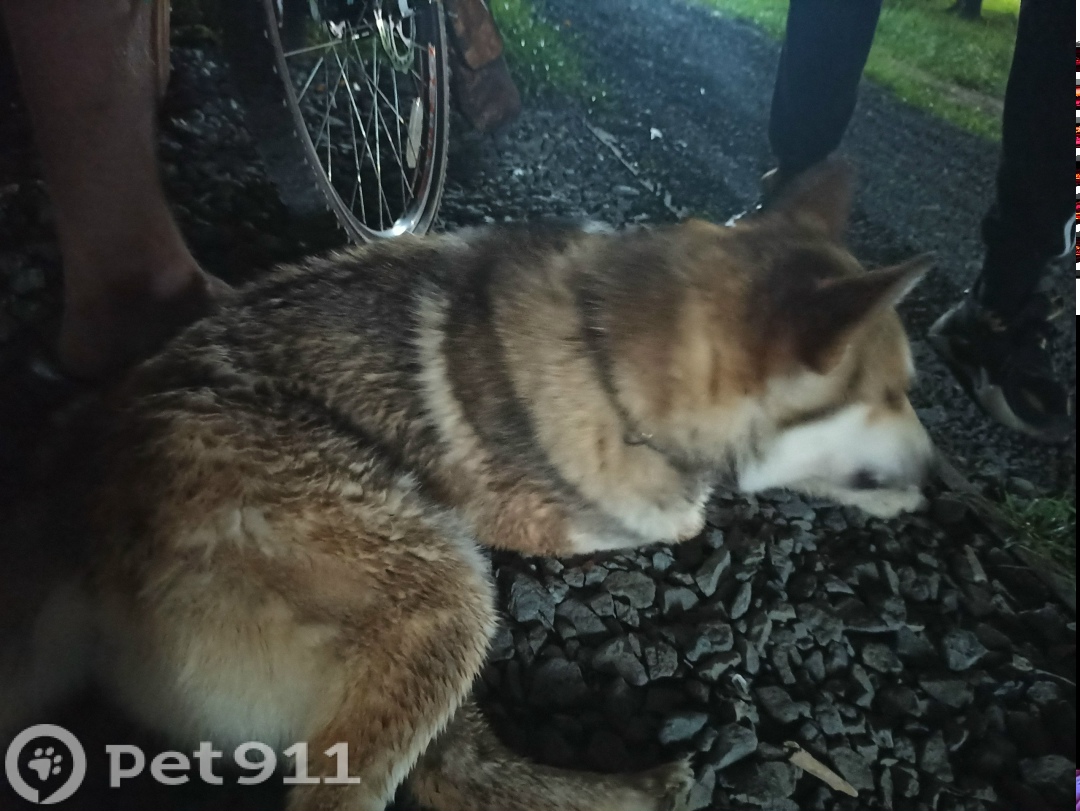 Найдена собака в Йошкар-Оле — фото объявления