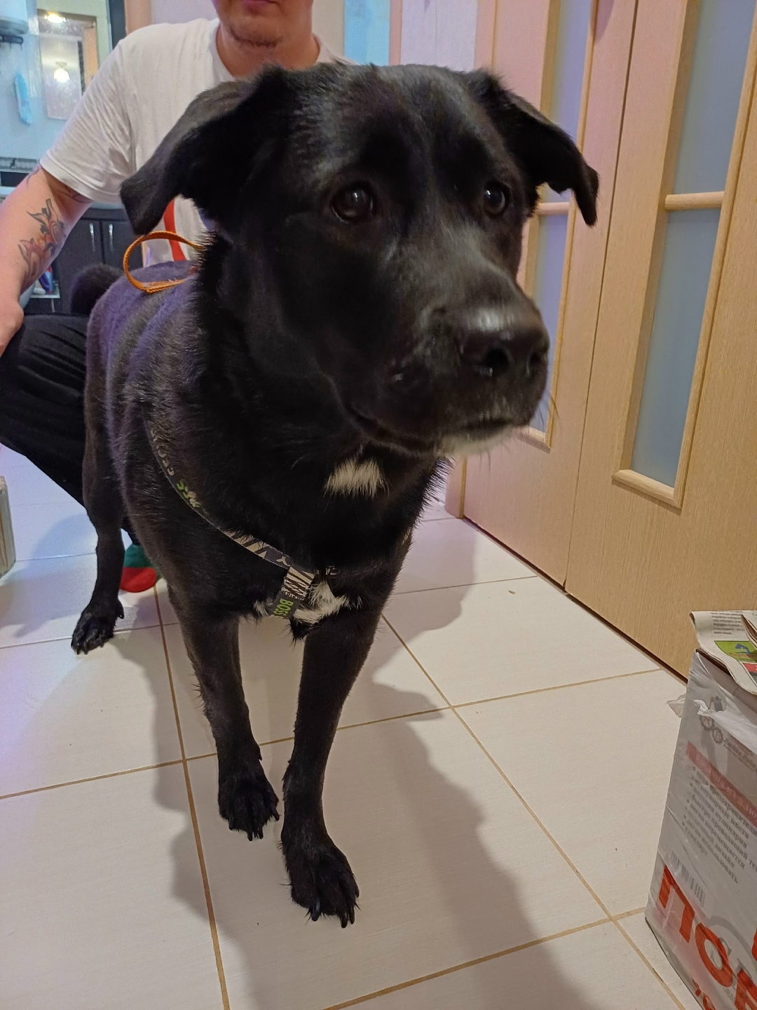 Найдена собака в Йошкар-Оле — фото объявления