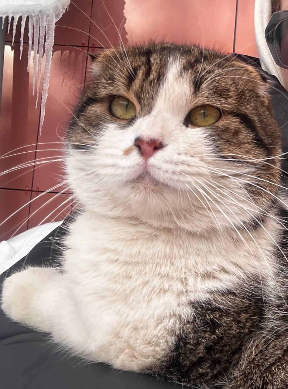 Найдена кошка в Йошкар-Оле — фото объявления