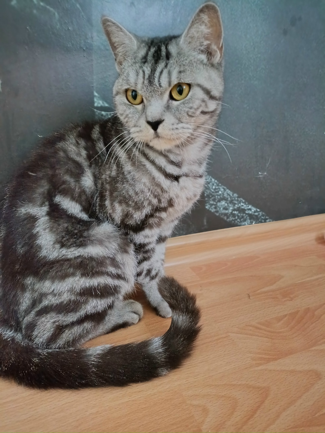 Найдена кошка в Йошкар-Оле — фото объявления