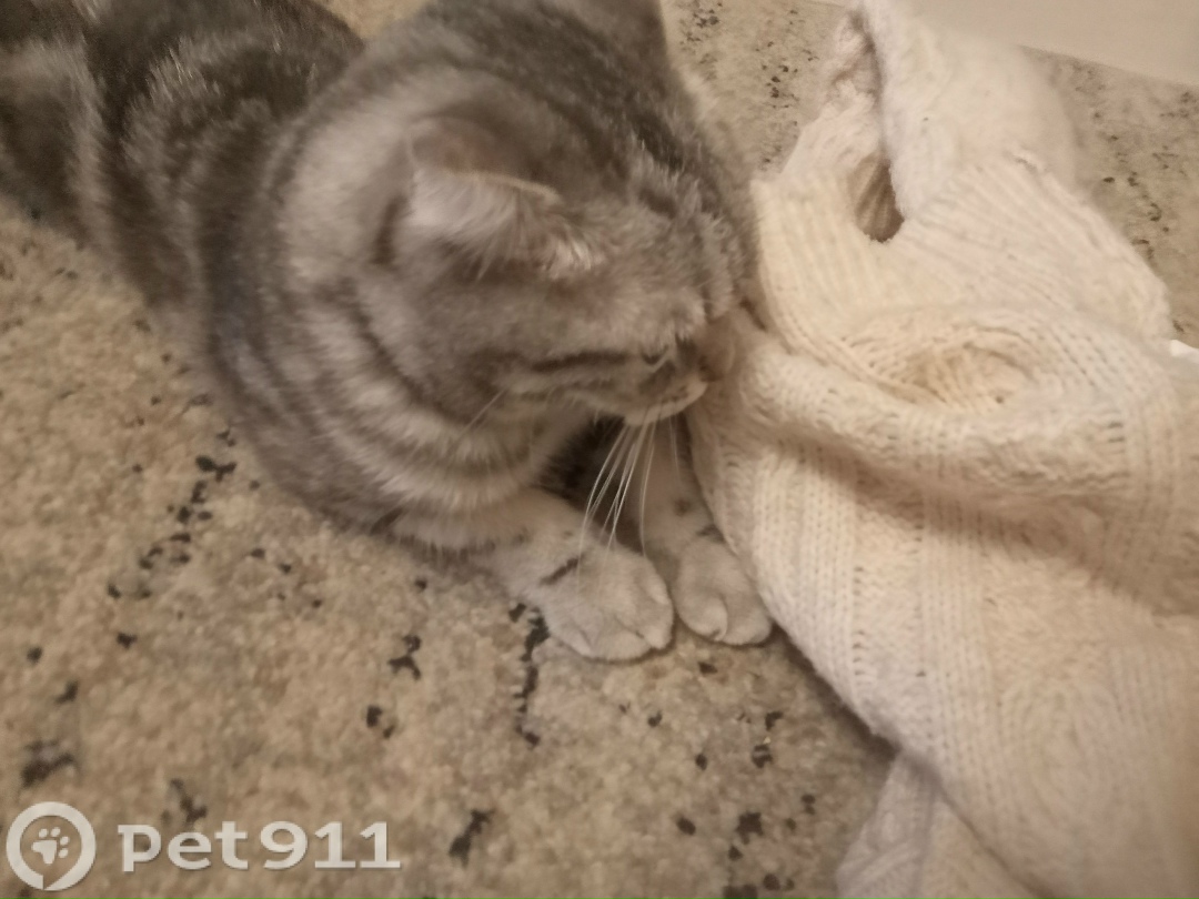 Пропала кошка в Йошкар-Оле — фото объявления