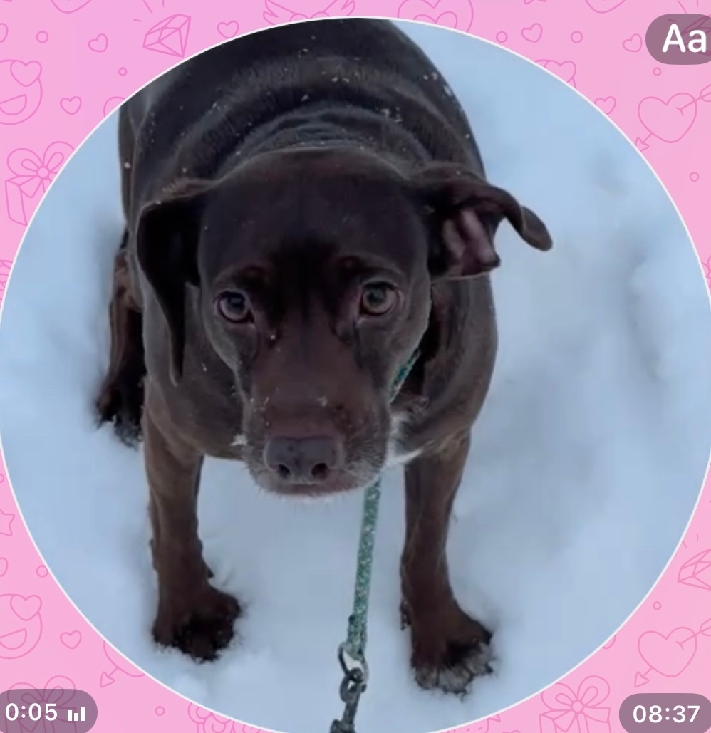 Найдена собака в Йошкар-Оле — фото объявления