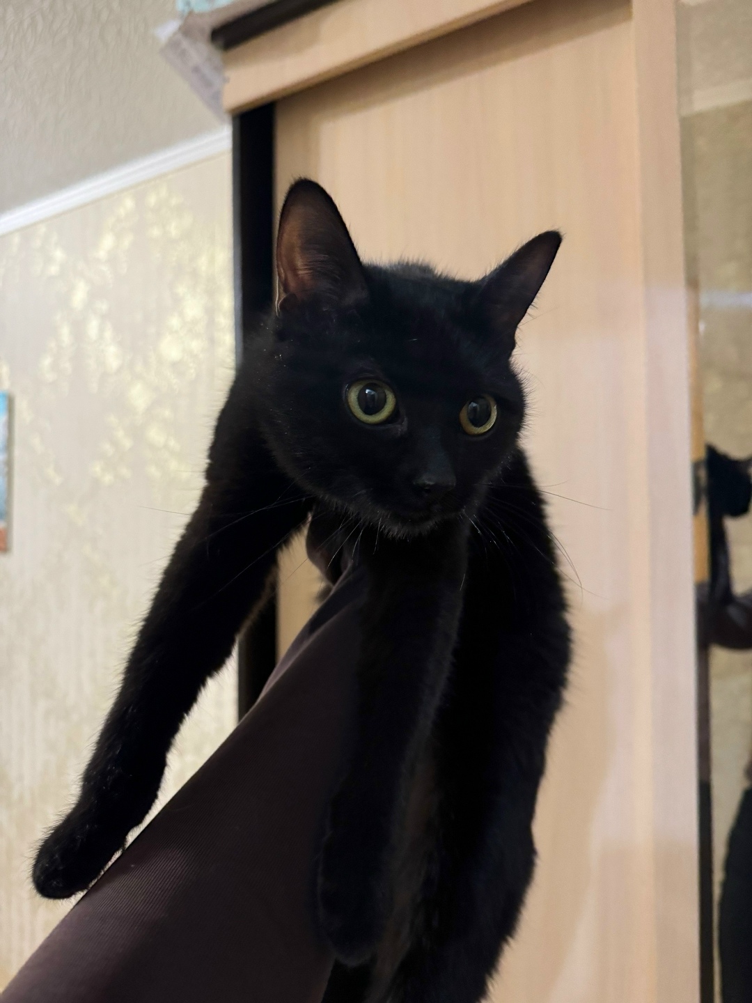 Найдена кошка в Йошкар-Оле — фото объявления