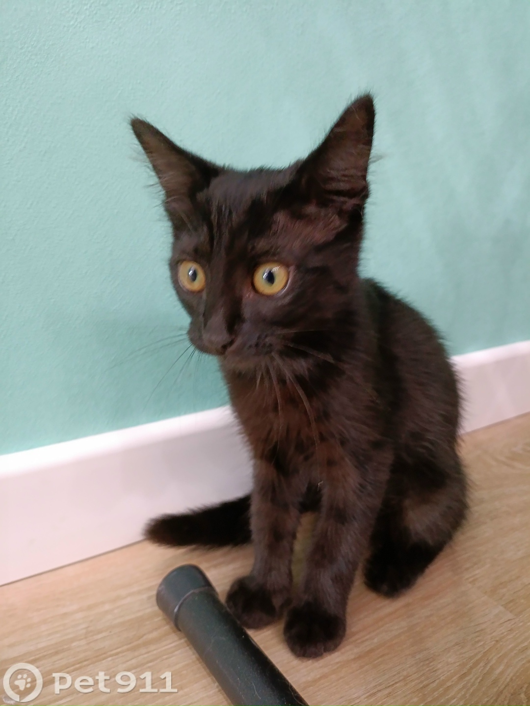 Найдена кошка в Йошкар-Оле — фото объявления