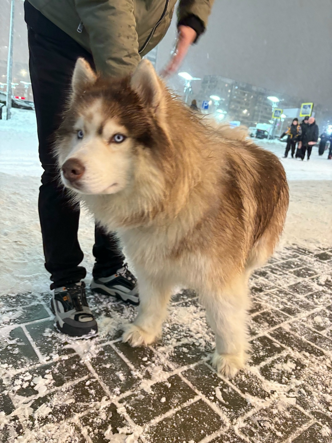 Найдена собака в Йошкар-Оле — фото объявления
