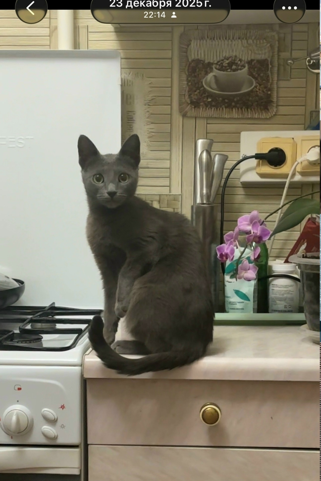 Найдена кошка в Йошкар-Оле — фото объявления