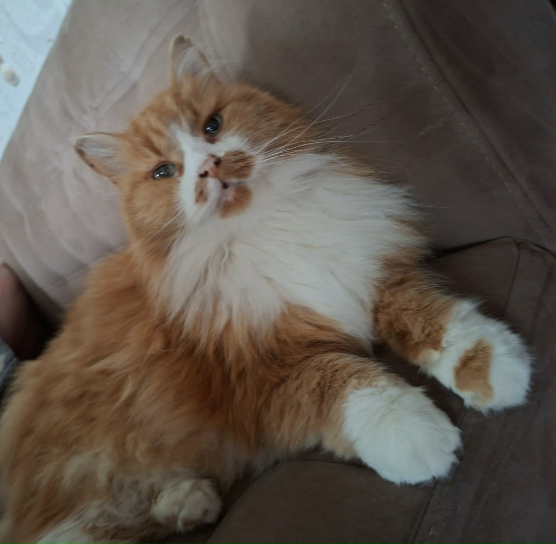 Пропала кошка в Йошкар-Оле — фото объявления