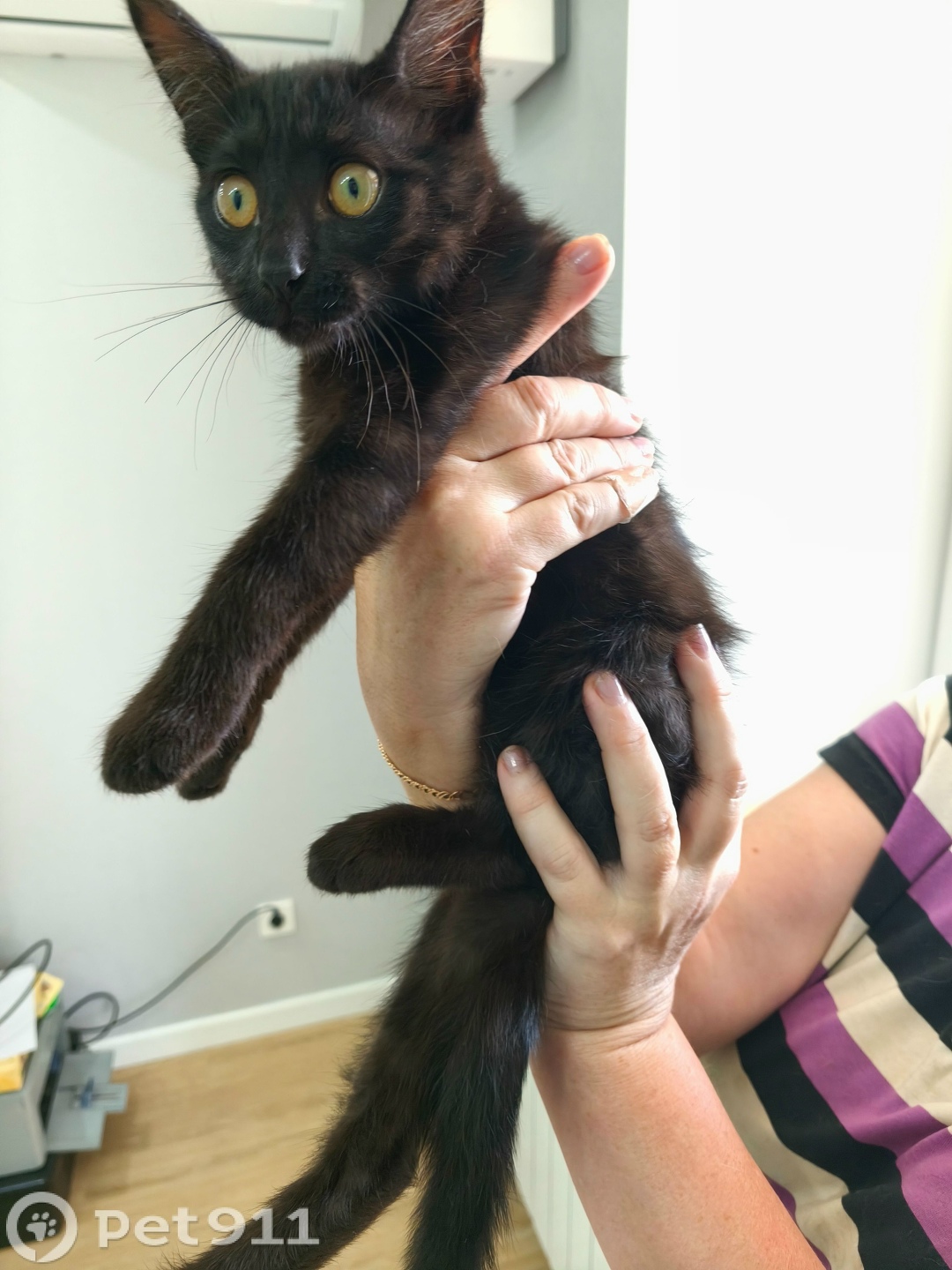 Найдена кошка в Йошкар-Оле — фото объявления