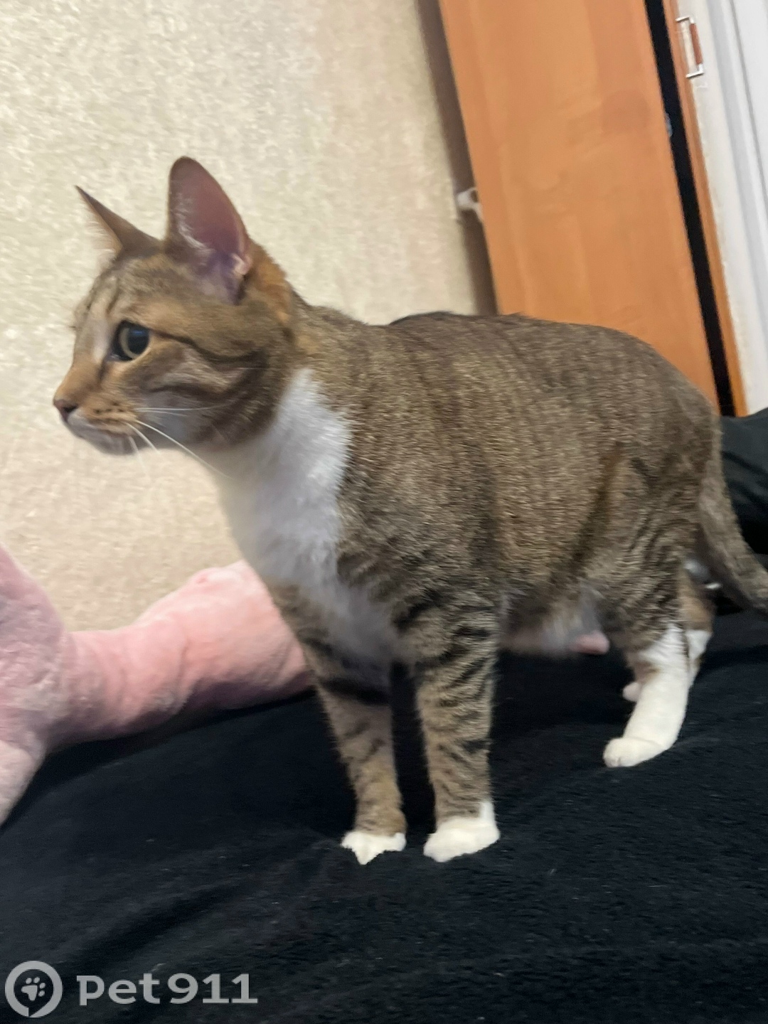 Найдена кошка в Йошкар-Оле — фото объявления