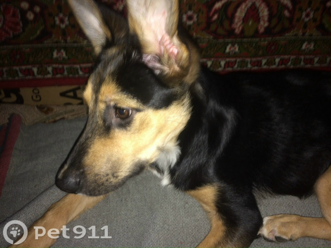 Пропала собака в Йошкар-Оле — фото объявления