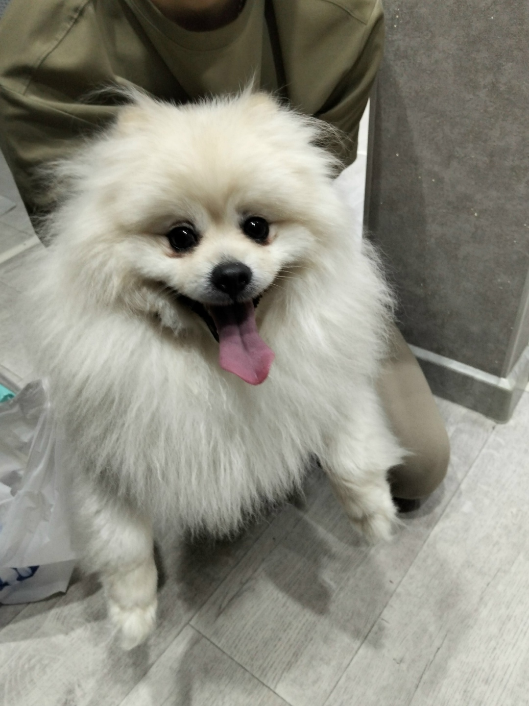 Найдена собака в Йошкар-Оле — фото объявления