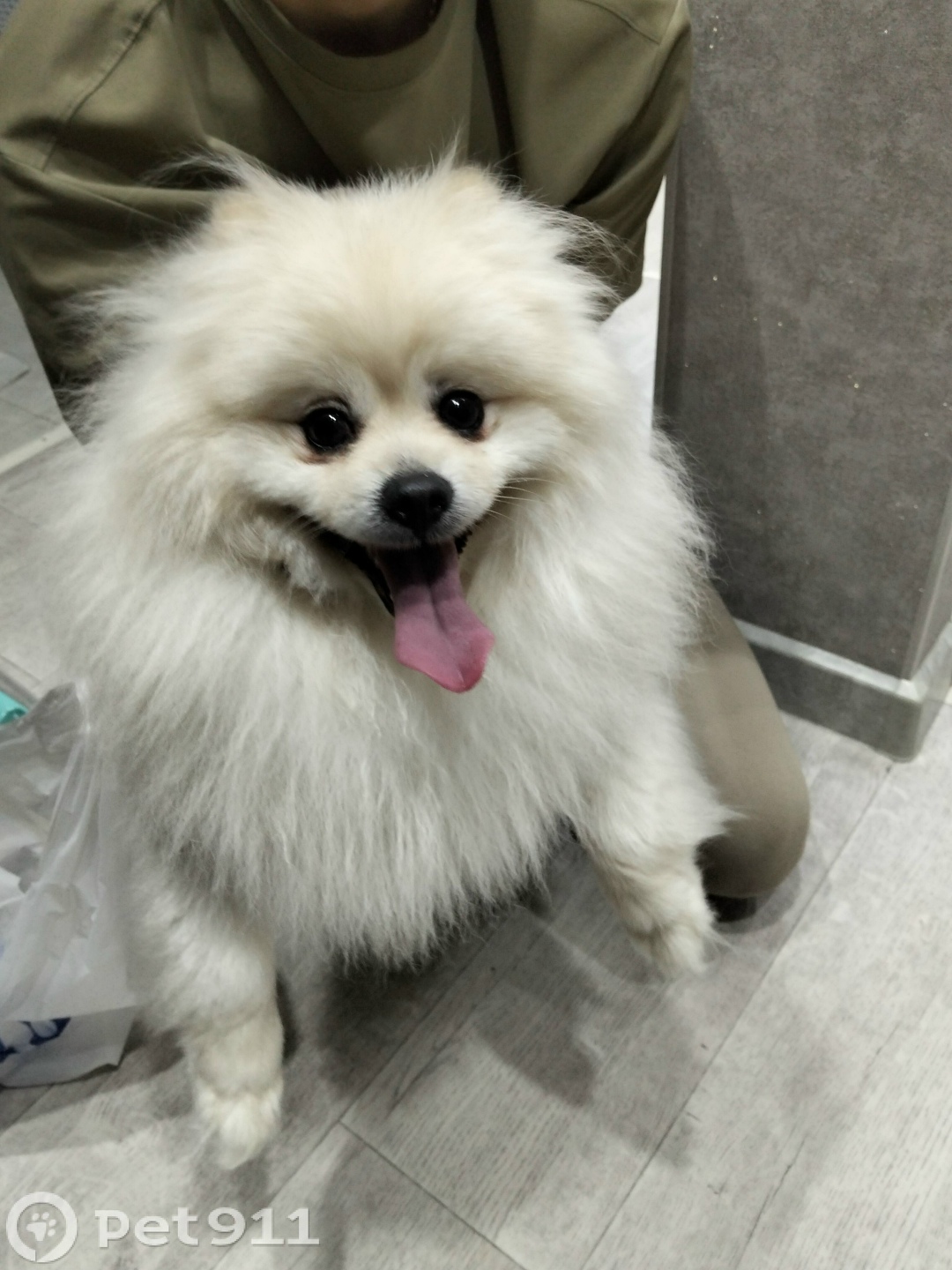 Найдена собака в Йошкар-Оле — фото объявления