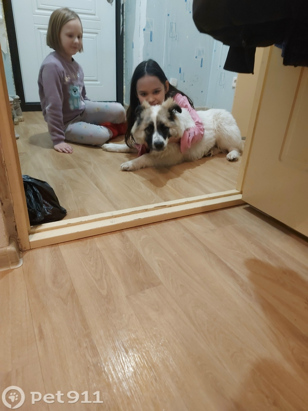 Найдена собака в Йошкар-Оле — фото объявления