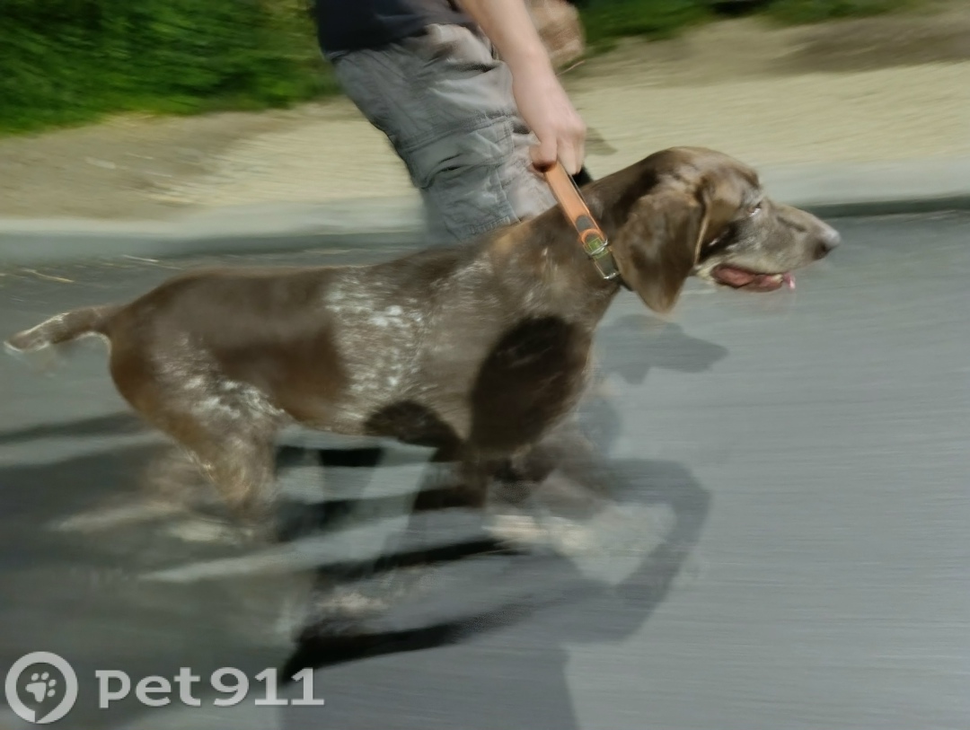 Найдена собака в Йошкар-Оле — фото объявления