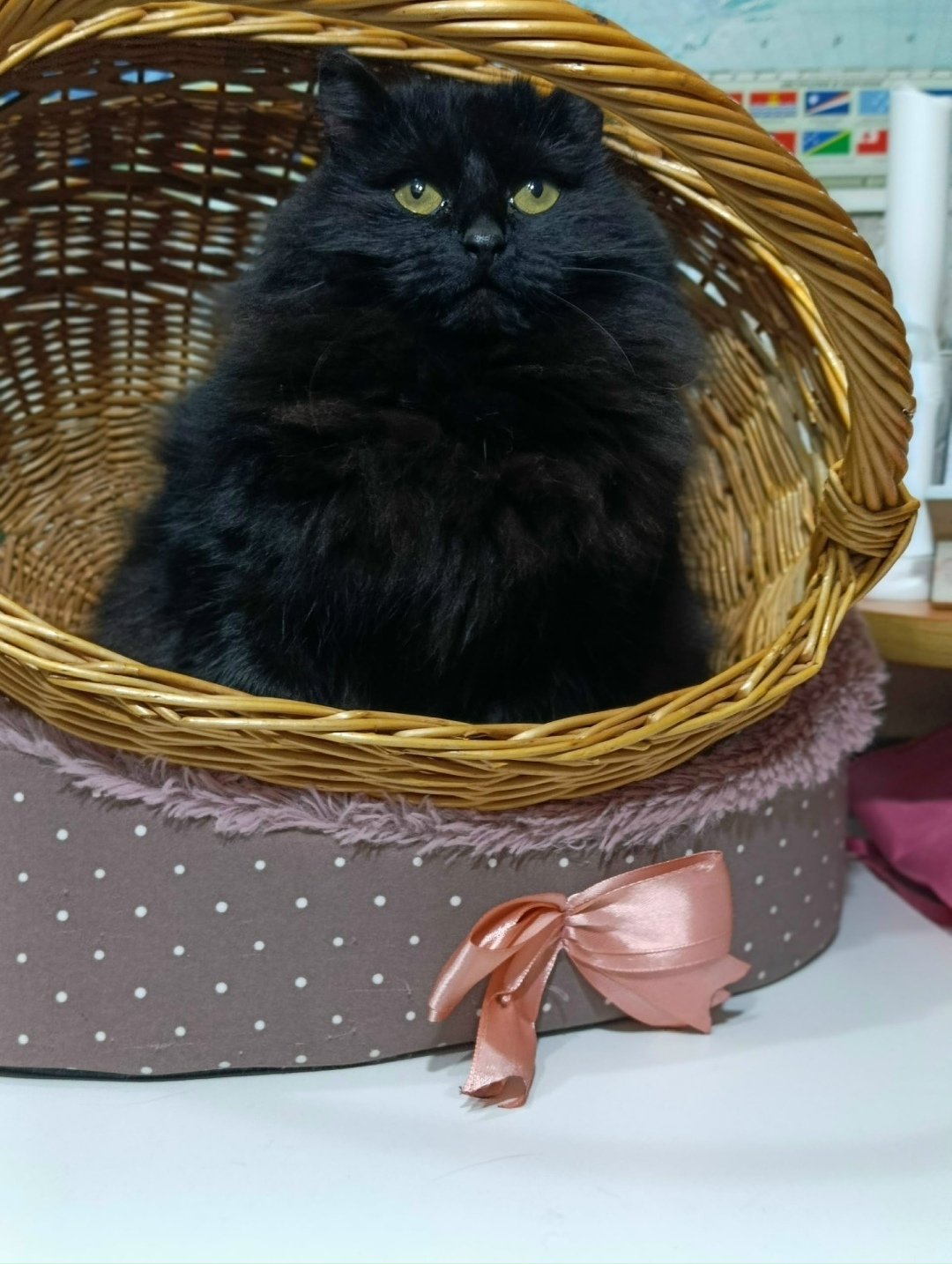 Найдена кошка в Йошкар-Оле — фото объявления