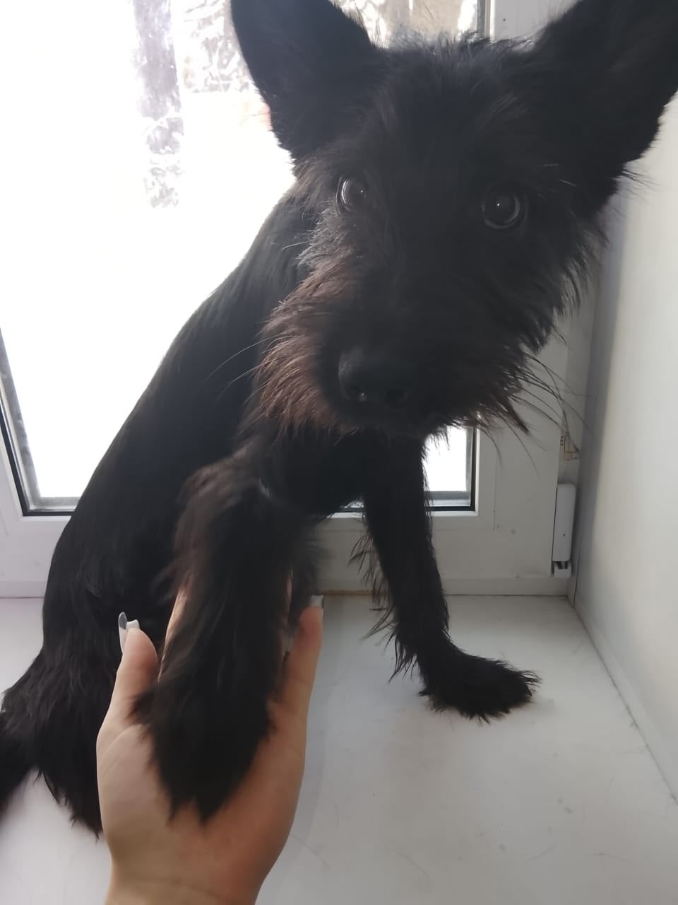 Пропала собака в Йошкар-Оле — фото объявления