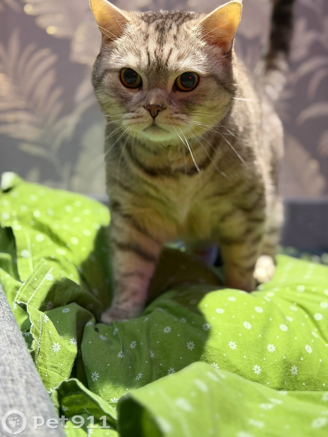 Пропала кошка в Йошкар-Оле — фото объявления