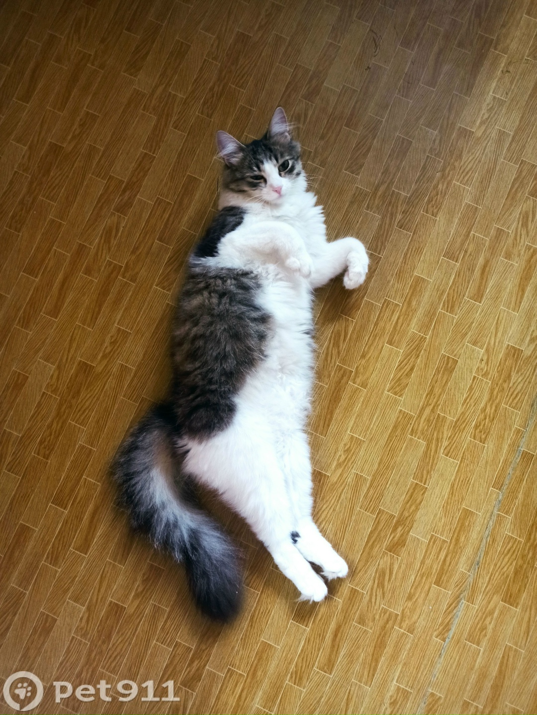 Пропала кошка в Йошкар-Оле — фото объявления