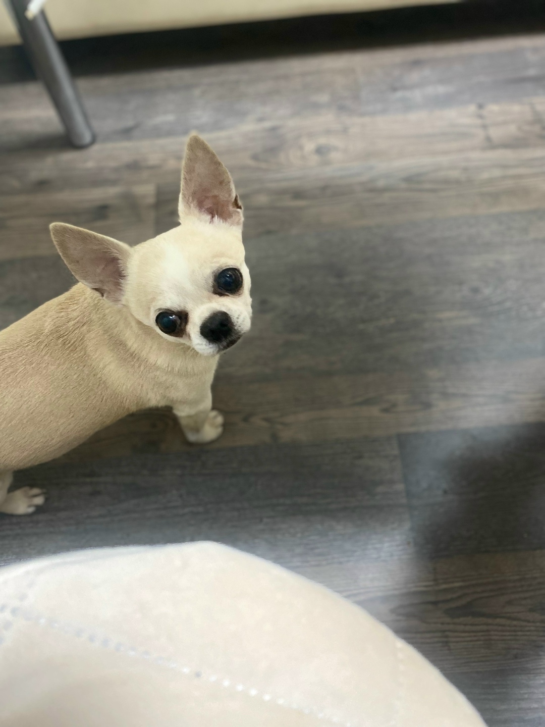 Пропала собака в Йошкар-Оле — фото объявления