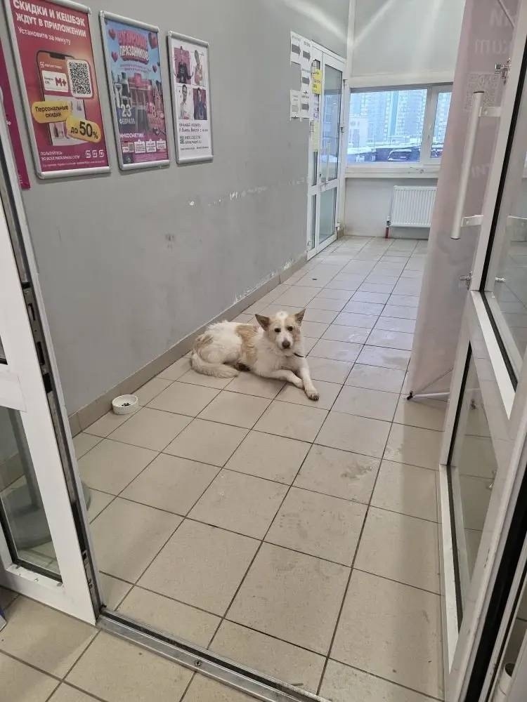 Пропала собака в Йошкар-Оле — фото объявления