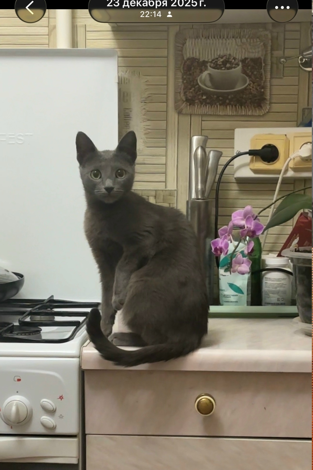 Найдена кошка в Йошкар-Оле — фото объявления