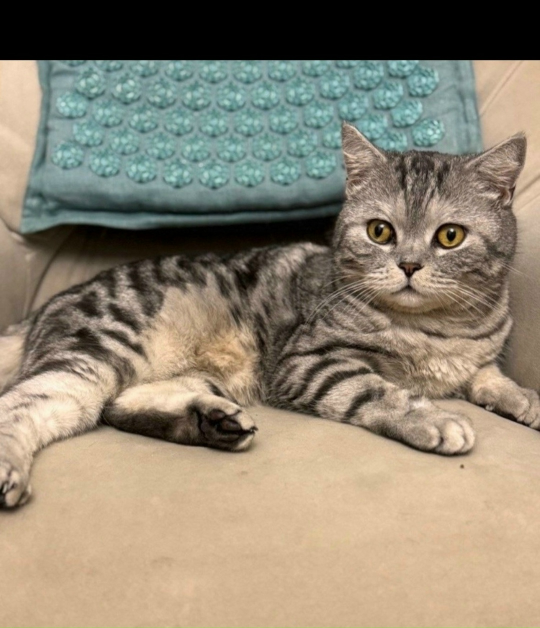 Найдена кошка в Йошкар-Оле — фото объявления