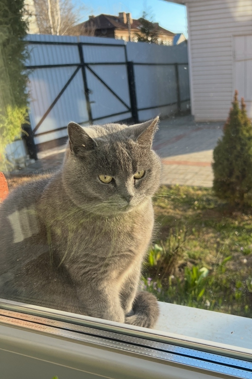 Пропала собака в Йошкар-Оле — фото объявления